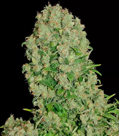 Semillas White Russian feminizadas (Serious Seeds)