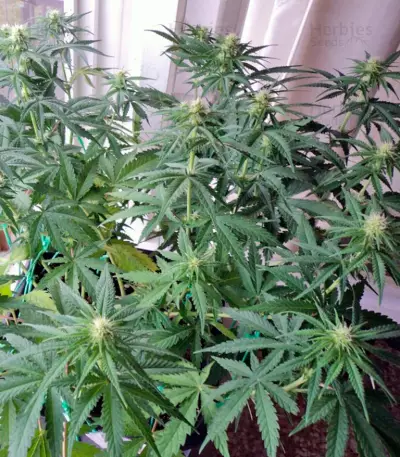 Big Foot feminized seeds