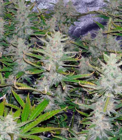 Cream Mandarine Auto Seeds