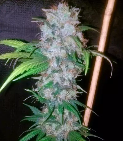 Cream Mandarine F1 Fast Version feminized seeds