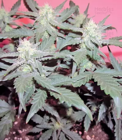 Green Poison Auto (Sweet Seeds)