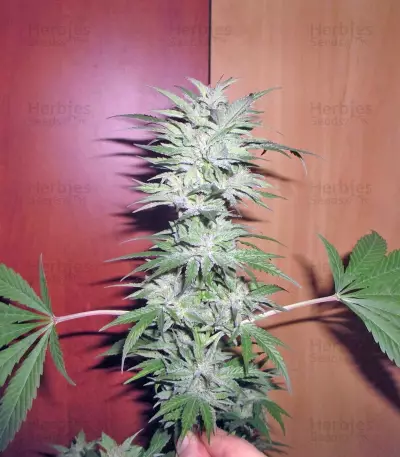 Semi femminizzati Power Plant (Dutch Passion)