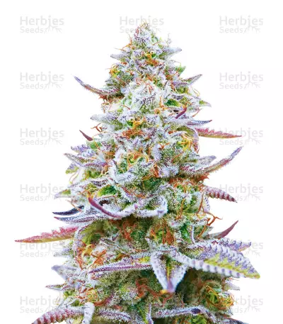 Gorilla Zkittlez feminisierte Samen (Barney's Farm)