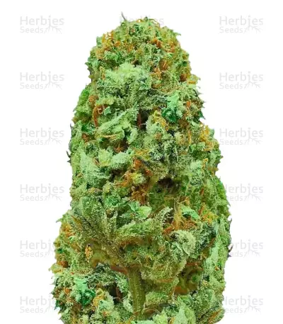 Graines de cannabis Amnesia Ganja Haze regular (Sumo Seeds)