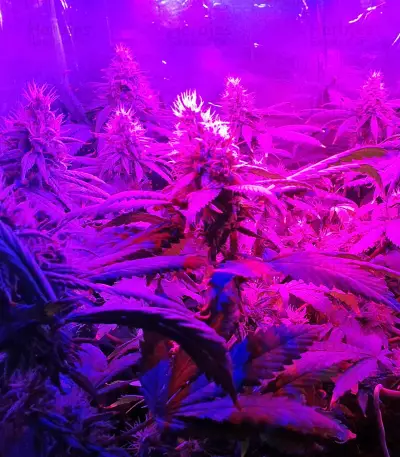 California Dream Seeds