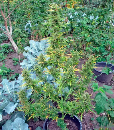 White Russian #1 Auto (Serious Seeds)