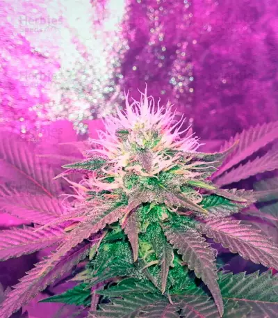 American Pie Seeds