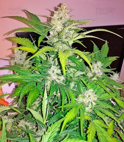 Amnesia XXL Autoflowering Seeds