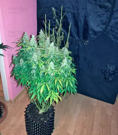 Auto White Widow Seeds (Pyramid Seeds)