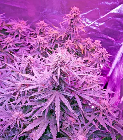 Critical Jack Autoflowering Seeds