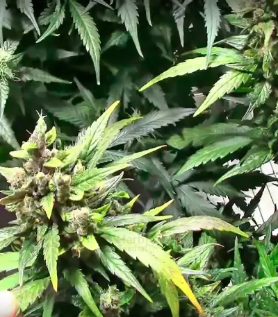 Dizzy Lights Auto feminized seeds