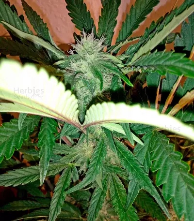 Industrial Plant Autoflowering CBD Seeds