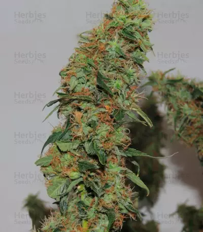 Orange Bud (Dutch Passion)