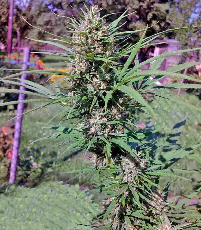 Passion #1 feminized seeds