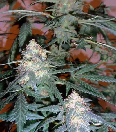 Sweet Mango Auto (GHS)