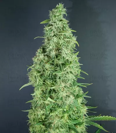 Graines de cannabis The Incredible Bulk Auto (Dr. Krippling Seeds)