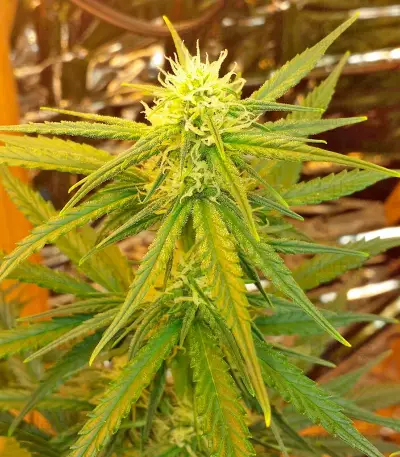 White Cheese Autoflowering feminized seeds