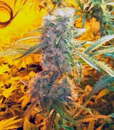 Double White Seeds