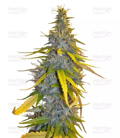 S.A.D. Sweet Afgani Delicious F1 Fast Version feminized seeds