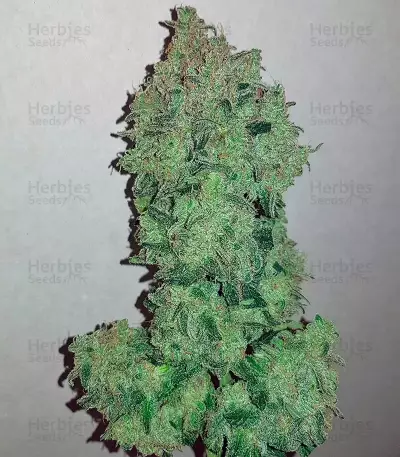 Sweet Trainwreck Auto feminized seeds
