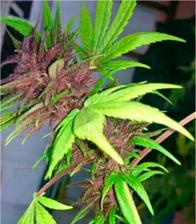 Auto Dark Purple Auto Seeds