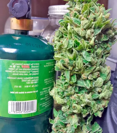 Blue Kush strain