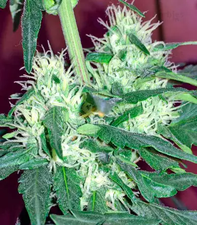 Critical + Autoflowering feminized seeds by