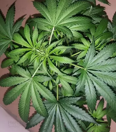 Kali & the Chocolate Factory (KFC Seeds)