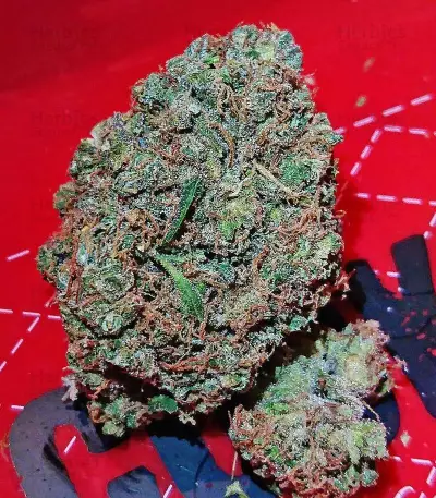Kali & the Chocolate Factory (KFC Seeds)