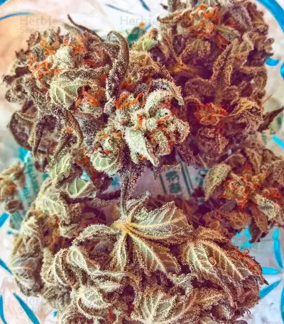 Lemon Juice Express Auto Seeds