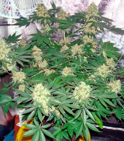 Graines de cannabis Mazar regular (Dutch Passion)