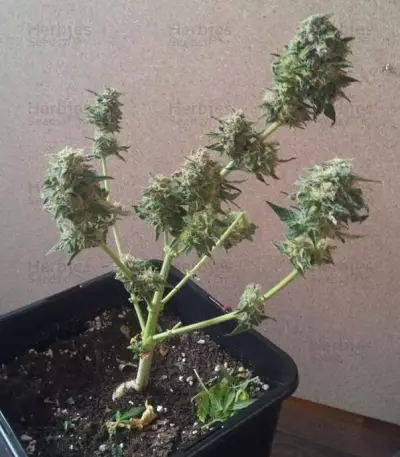 Royal AK Automatic (RQS)