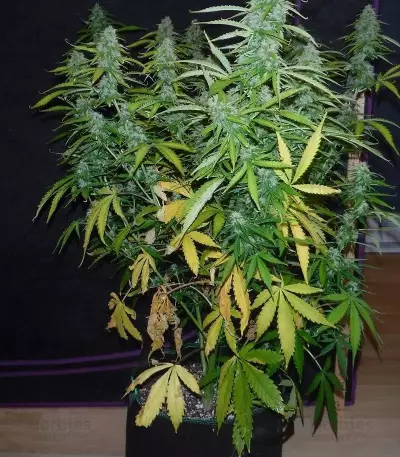 Semillas feminizadas Black Rose Auto (Delicious Seeds)
