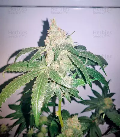 Super Skunk feminized seeds (Nirvana Seeds)