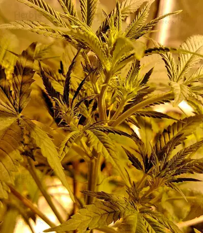 Super Skunk feminized seeds (Nirvana Seeds)