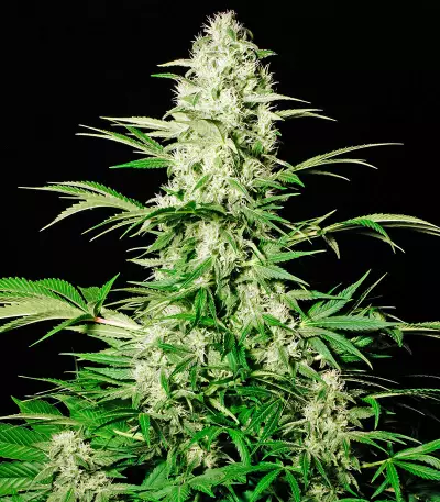 Semillas White Russian feminizadas (Serious Seeds)