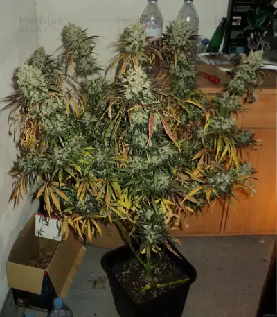Y Griega feminized seeds