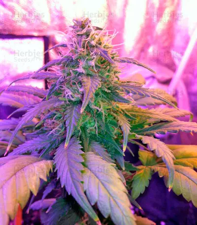 Amnesia Seeds (World of Seeds)