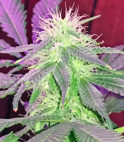 Ketama feminized seeds
