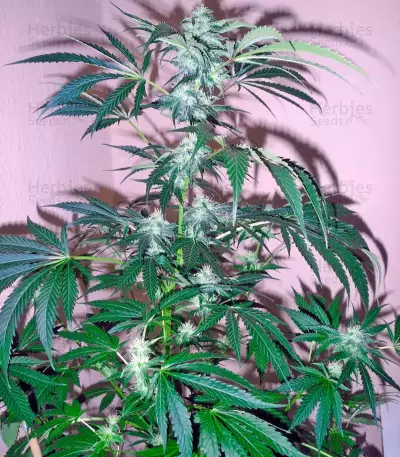 Colombian Gold feminizada (World of Seeds)