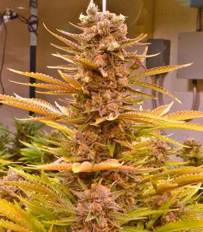 Smile feminized seeds