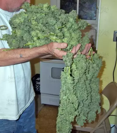 Thai Fantasy feminized seeds