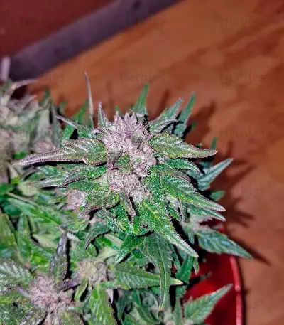 Auto Pyramid feminized seeds