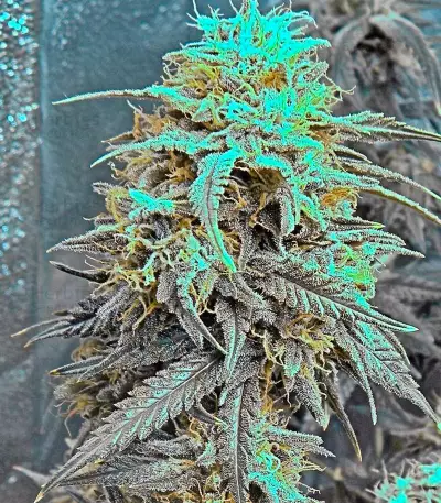 Big Band Max Auto (Kannabia Seeds)