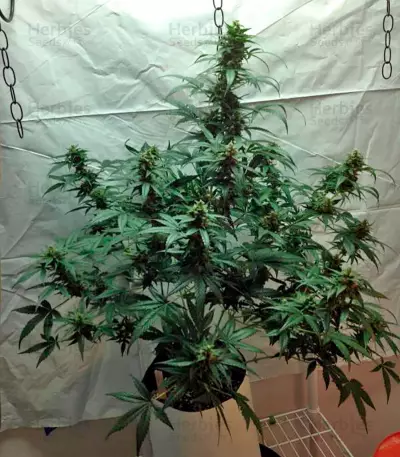 Blue Amnesia XXL Autoflowering feminized seeds