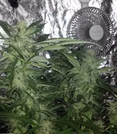 Blue Power feminized seeds