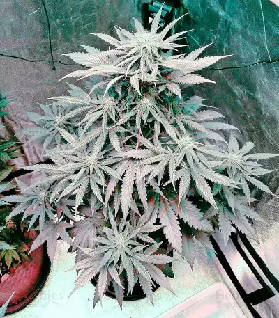 Bubba Kush Autoflowering Seeds