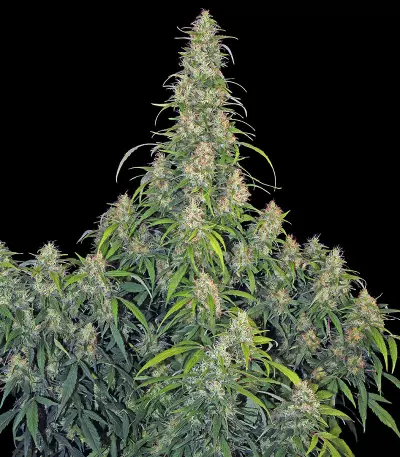 CBD-Chronic feminized seeds