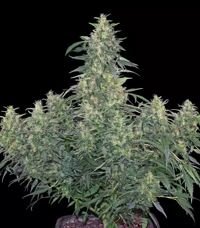 CBD-Chronic feminized seeds