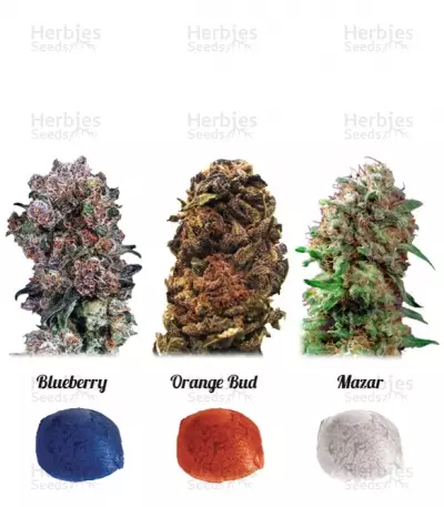 Buy Colour Mix 4 feminized seeds